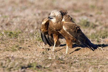 Batı marsh harrier iki ağaç yaşında erkek. Sirk aeroginosus