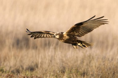 Batı marsh harrier iki ağaç yaşında erkek. Sirk aeroginosus