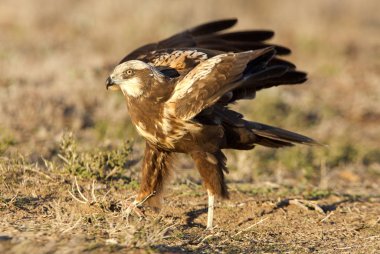 Batı marsh harrier iki ağaç yaşında erkek. Sirk aeroginosus