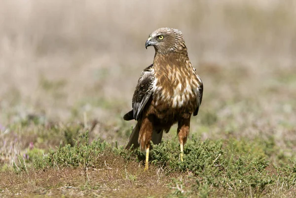 Volwassen Mannetje Van Westerse Bruine Kiekendief Circus Aeroginosus — Stockfoto