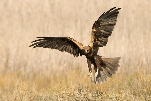 Junge Rohrweihe Zirkus Aeroginosus — Stockfoto