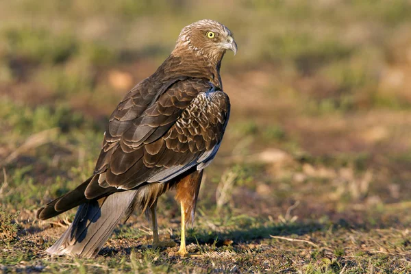 Yetişkin erkeği olarak Batı marsh harrier. Sirk aeroginosus