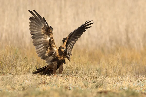 Genç Western Marsh Harrier Sirk Aeroginosus — Stok fotoğraf