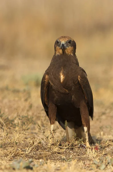 Young Western Marsh Harrier Circus Aeroginosus — Stock Photo, Image