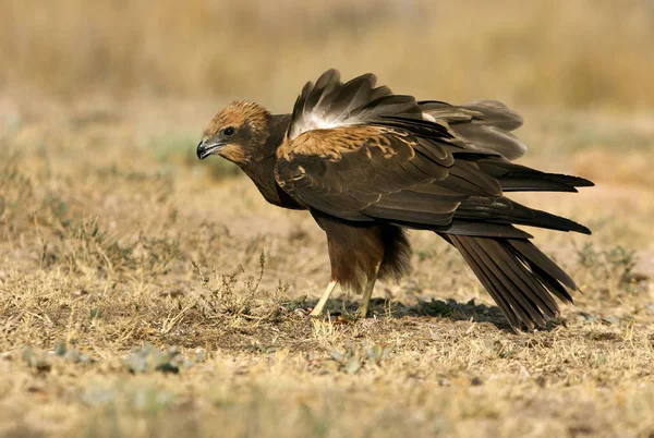 Ung Western Marsh Harrier Circus Aeroginosus — Stockfoto