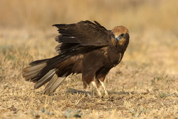 Young Western Marsh Harrier Circus Aeroginosus — Stock Photo, Image