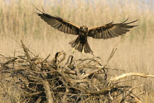 Ung Western Marsh Harrier Circus Aeroginosus — Stockfoto