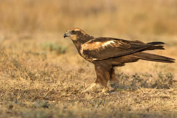 Junge Rohrweihe Zirkus Aeroginosus — Stockfoto