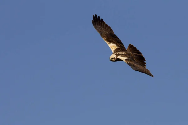 Das Erwachsene Weibchen Der Rohrweihe Fliegt Circus Aeroginosus — Stockfoto