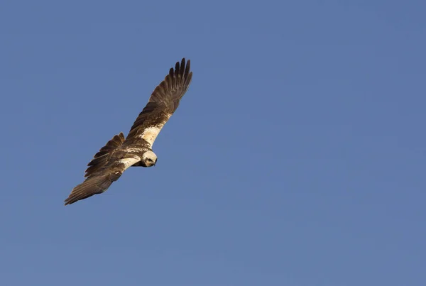 Das Erwachsene Weibchen Der Rohrweihe Fliegt Circus Aeroginosus — Stockfoto