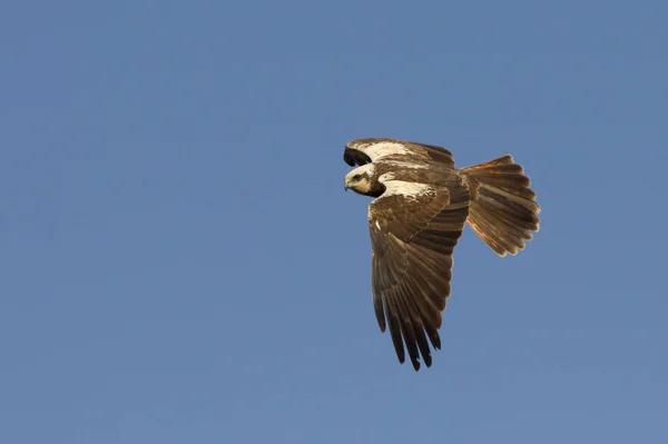 Uçan Batı Marsh Harrier Yetişkin Kadın Sirk Aeroginosus — Stok fotoğraf