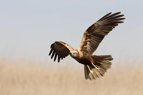 Two Tree Years Old Male Western Marsh Harrier Circus Aeroginosus — Stock Photo, Image