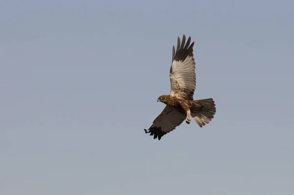Yetişkin Erkeği Olarak Batı Marsh Harrier Uçan Sirk Aeroginosus — Stok fotoğraf