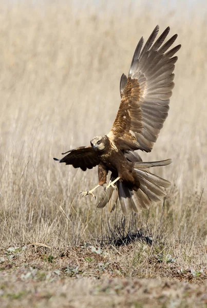 Two Tree Years Old Male Western Marsh Harrier Circus Aeroginosus — Stock Photo, Image