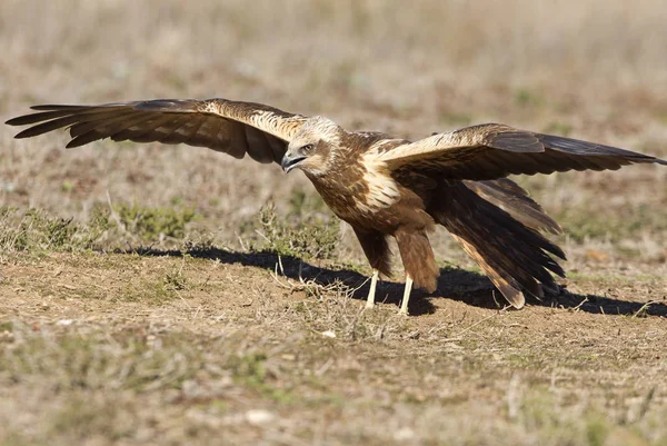 Two Tree Years Old Male Western Marsh Harrier Circus Aeroginosus — Stock Photo, Image