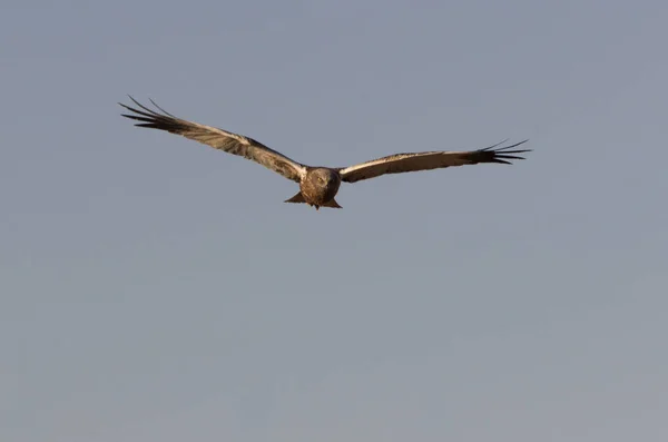 Das Erwachsene Männchen Der Rohrweihe Fliegt Circus Aeroginosus — Stockfoto