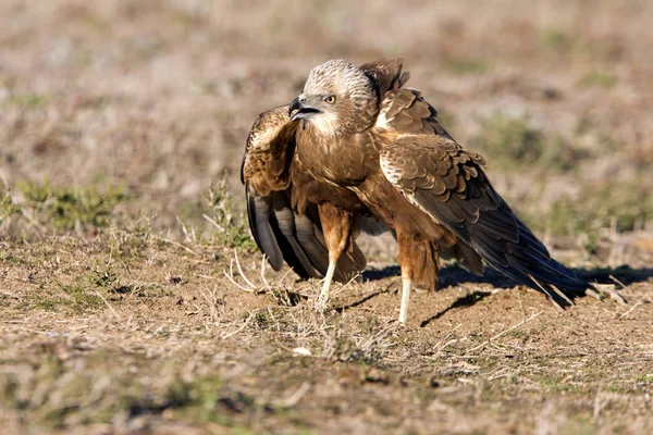 Batı marsh harrier iki ağaç yaşında erkek. Sirk aeroginosus