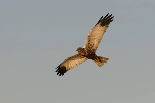 Varón Adulto Western Marsh Harrier Volando Circus Aeroginosus — Foto de Stock