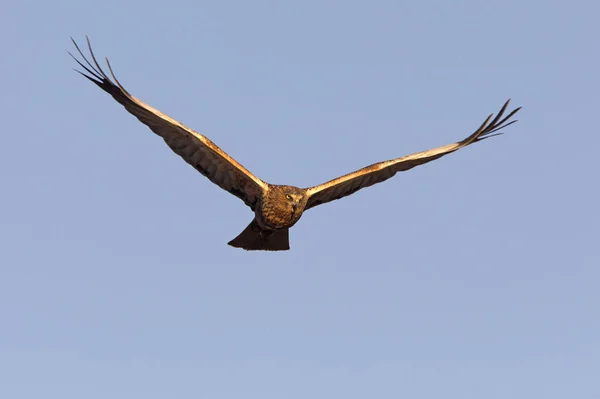 Varón Adulto Western Marsh Harrier Volando Circus Aeroginosus — Foto de Stock