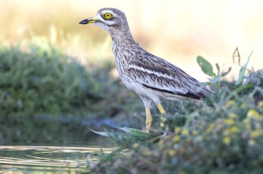 Taş-kervan. Burhinus oedicnemus