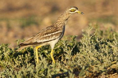 Taş-kervan. Burhinus oedicnemus