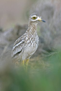 Taş-kervan. Burhinus oedicnemus