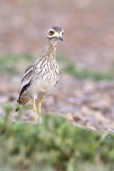 Steinbrachvogel Burhinus Oedicnemus — Stockfoto