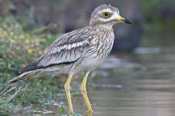 Pedra Curva Burhinus Oedicnemus — Fotografia de Stock