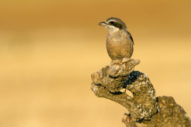 Yetişkin Bozkır örümcek kuşu. Lanius meridionalis