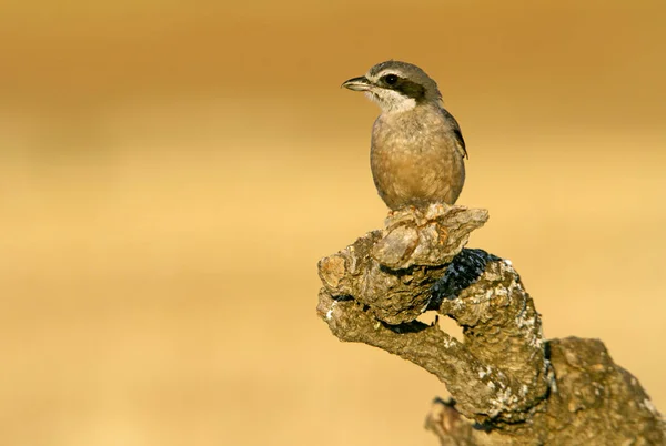 Adult Southern Grey Shrike Lanius Meridionalis — Stock Photo, Image