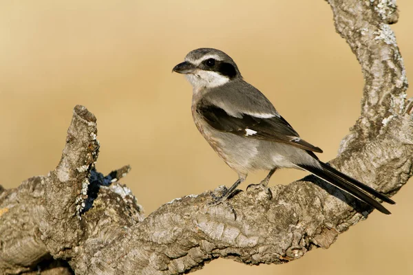 Dospělý Jižní Ťuhýk Lanius Meridionalis — Stock fotografie