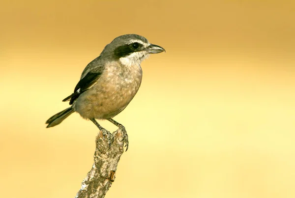 Camarão Cinzento Sul Adulto Lanius Meridionalis — Fotografia de Stock