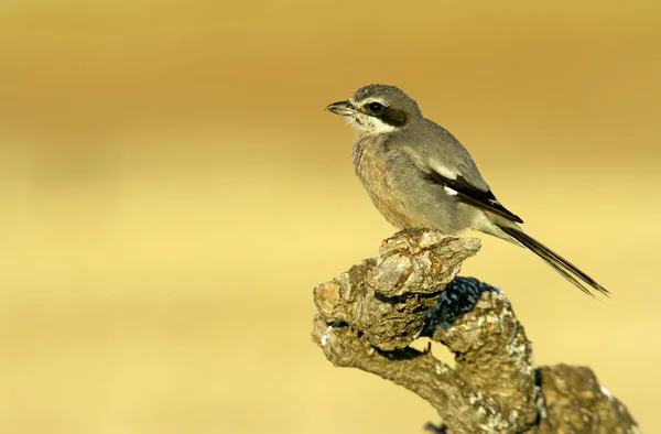 Dospělý Jižní Ťuhýk Lanius Meridionalis — Stock fotografie