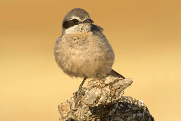 Adult Southern Grey Shrike Lanius Meridionalis — Stock Photo, Image