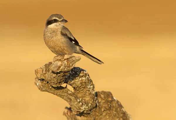 Adult Southern Grey Shrike Lanius Meridionalis — Stock Photo, Image