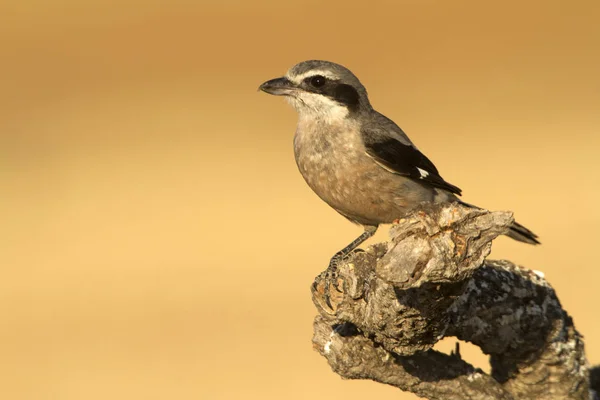 Dospělý Jižní Ťuhýk Lanius Meridionalis — Stock fotografie