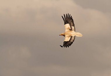 Uçuş, Neophron percnopterus Mısır akbabası