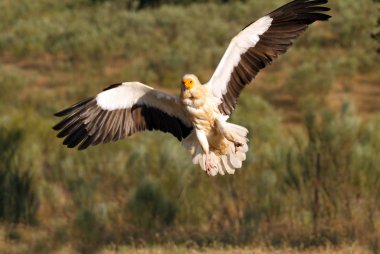 Uçuş, Neophron percnopterus Mısır akbabası
