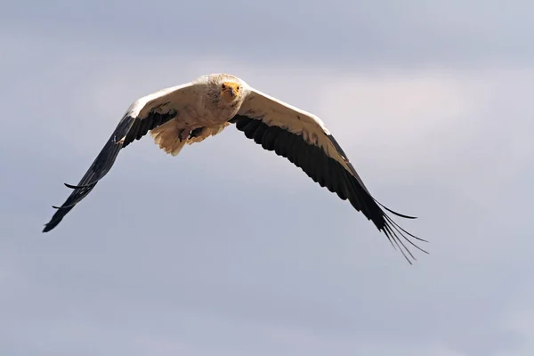 Vulturul Egiptean Zburând Neofron Percnopterus — Fotografie, imagine de stoc