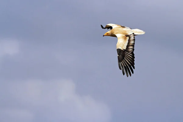 エジプトハゲワシ飛んで ニシオオノスリ猛禽の檻 — ストック写真