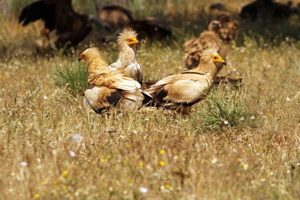 Vuxna Smutsgam Neophron Percnopterus — Stockfoto