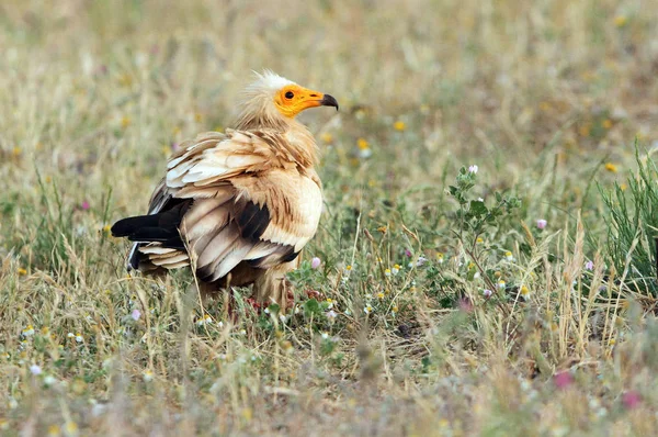 エジプトのハゲワシ ニシオオノスリ猛禽の檻 — ストック写真