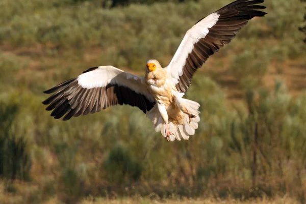 Buitre Egipcio Volando Neophron Percnopterus — Foto de Stock