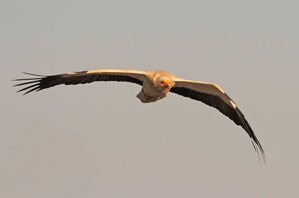 Abutre Egípcio Voando Neophron Percnopterus — Fotografia de Stock