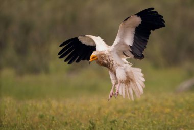 Uçuş, Neophron percnopterus Mısır akbabası