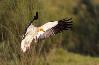 Uçuş, Neophron percnopterus Mısır akbabası