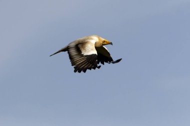 Uçuş, Neophron percnopterus Mısır akbabası