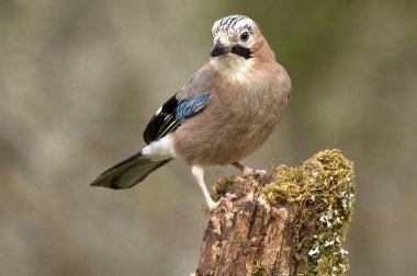 - Jay. Garrulus, Glandarius. Corvidae