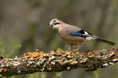 - Jay. Garrulus, Glandarius. Corvidae