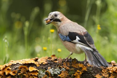 - Jay. Garrulus, Glandarius. Corvidae